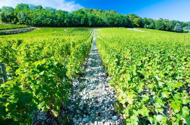 Loire Sauvignon Blanc vines