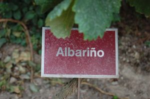 albarino origins