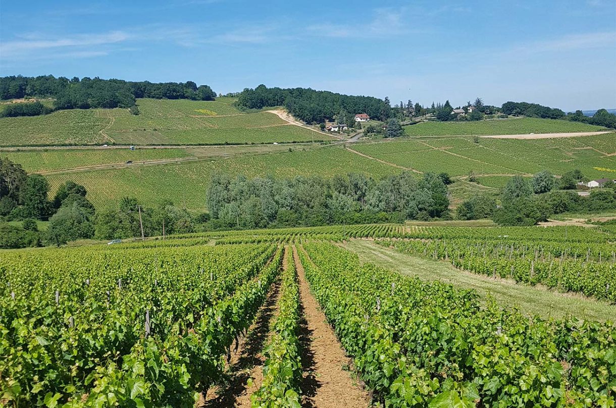 Regional profile Montagny Decanter