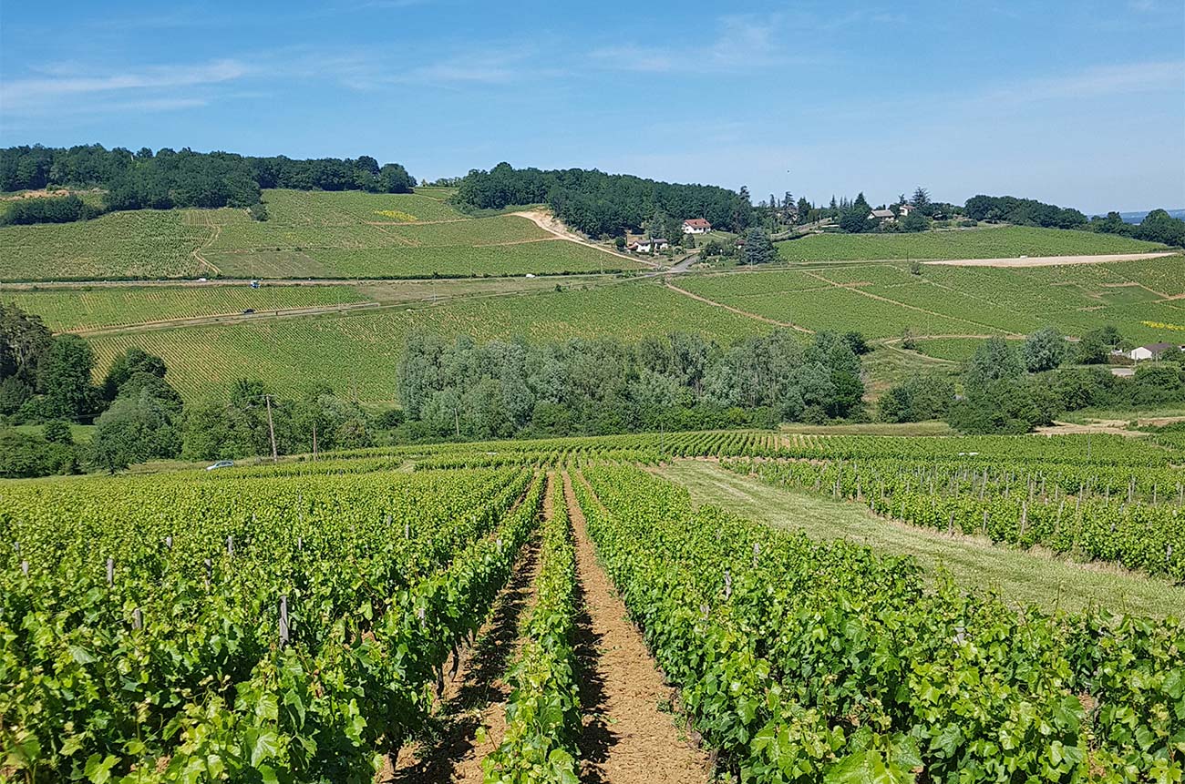 Regional profile Montagny Decanter