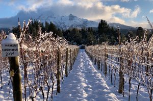 Chardonnay vines at Casa Yague, Trevelin, Patagonia, Argentina