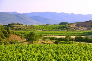 Foncalieu Languedoc Cazoul