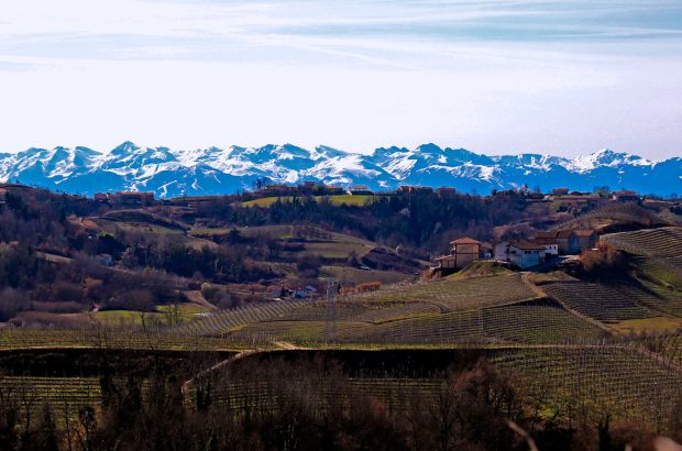 Piedmont White Wines Roero