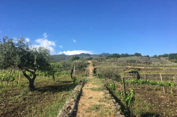 Torre Mora vineyard, Sicily