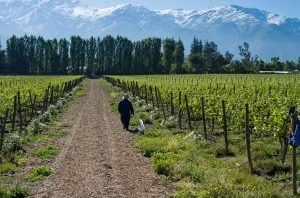 Vina Aquitania, South American white wines