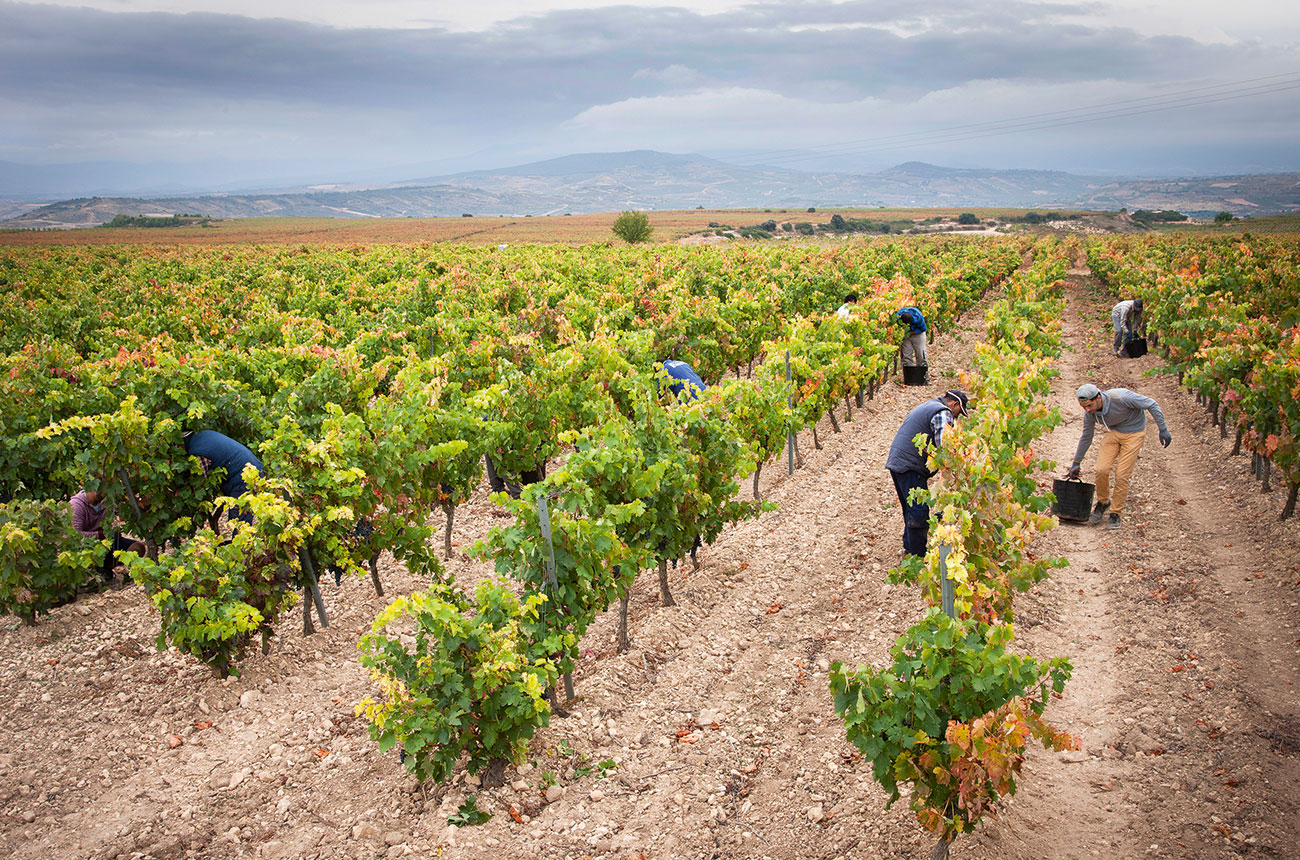Bodegas Muriel grapevines