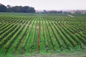 Chateau Smith Haut Lafitte, Pessac Leognan, Bordeaux dry white wines