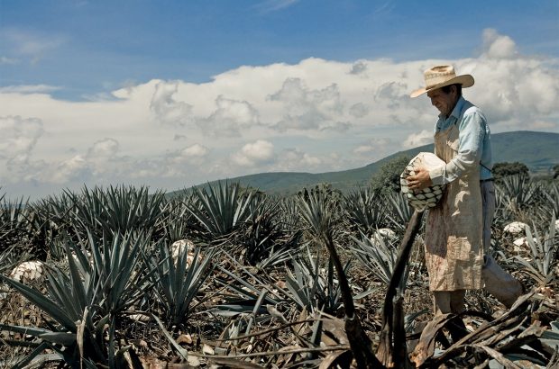 Las Pomez estate, tequila terroir