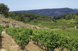 Minervois-La Livinière