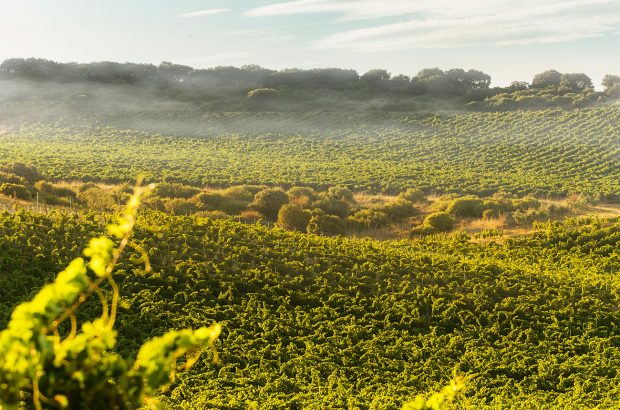 Ramon Bilbao vineyards