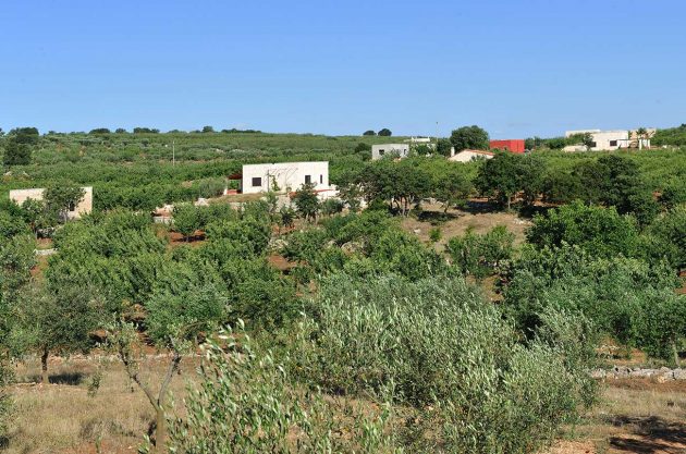 bari vineyard sale