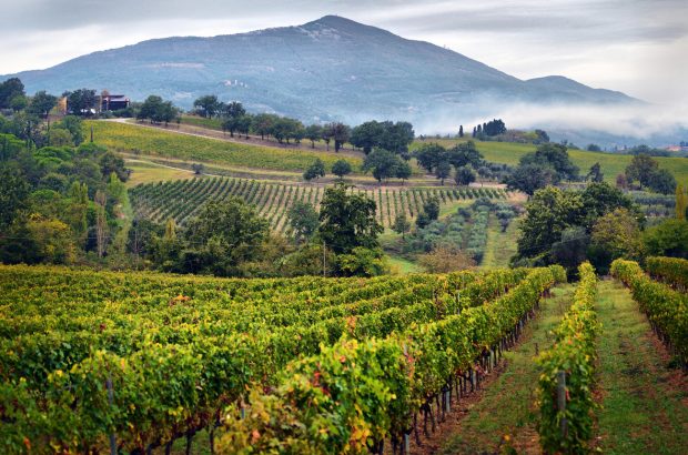 Tuscany vineyards, September releases Italy