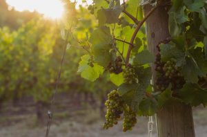 still blancs de noir