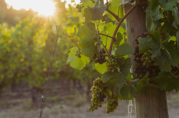 still blancs de noir