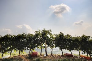 Italy Harvest 2020