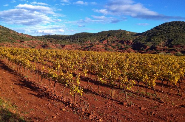 Vineyard Terrasses du Larzac
