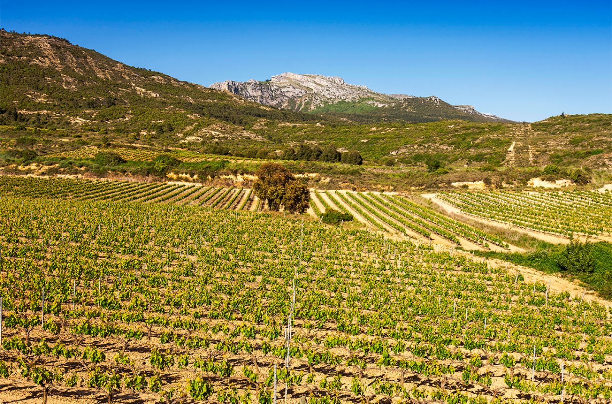 Conde de los Andes The pursuit of elegance Decanter