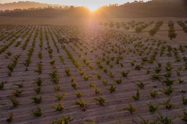 Jumilla vineyard