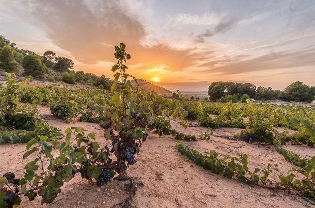 Jumilla vineyard