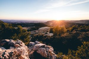 Rhone 2019 vintage report