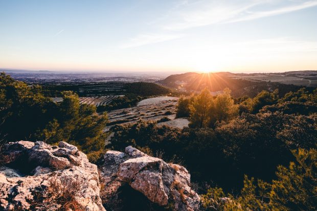 Rhone 2019 vintage report