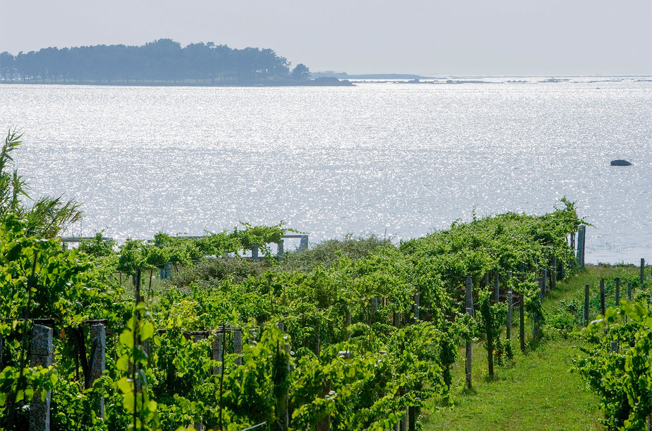 Martin Codax vineyard