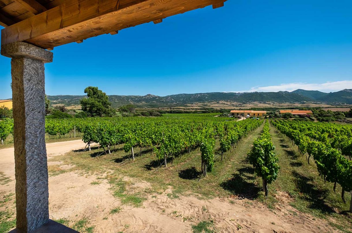 Property Rural Sardinia vineyard estate for sale Decanter