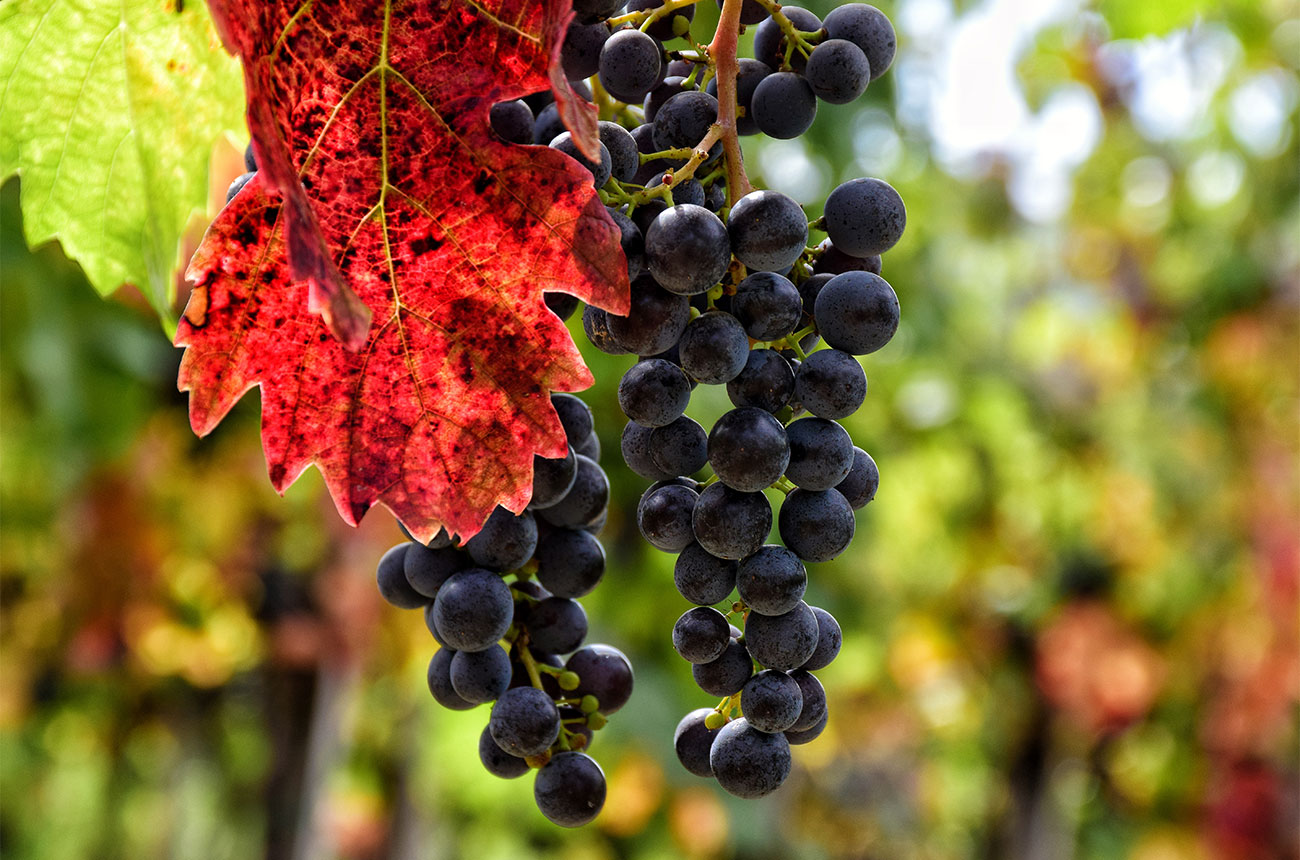 Hungarian grape vines