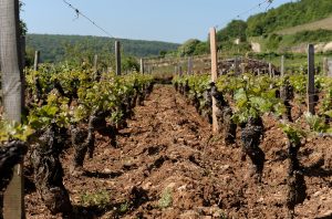 Terroir vines