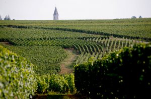 Vosne Romanee vineyard