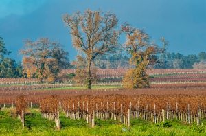 AOC Listrac vineyard