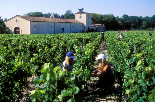 Chateau Haut Brion vineyard