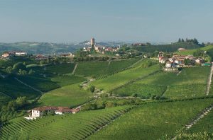 Barolo vineyard