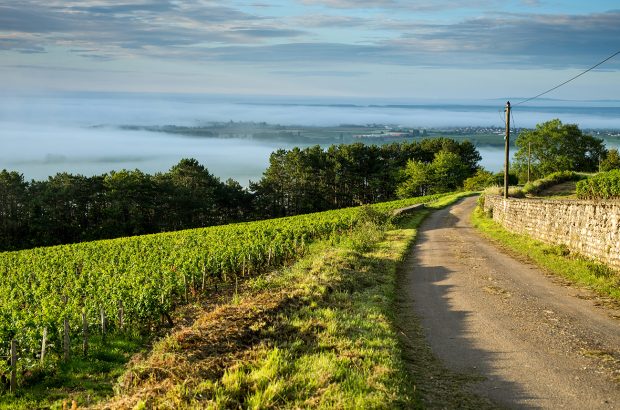 Vineyard. Pommard, Cote de Beaune