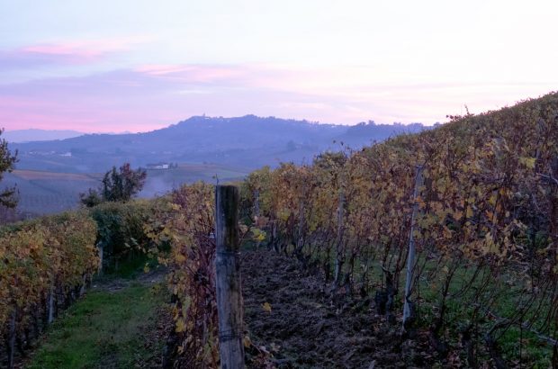 Barolo 2016 Late Releases