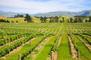 Young vines in the Marlborough region of New Zealand