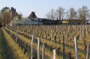 Vieux Chateau Certan vineyard Pomerol