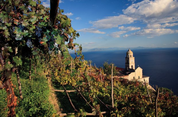 Campania Vineyards
