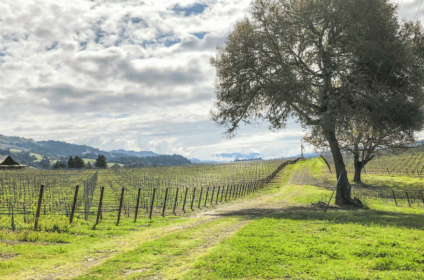 Mendocino County Syrah - Copain Wines