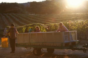 Sierra Foothills Syrah - Shake Ridge Ranch