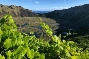 vineyard on Easter Island