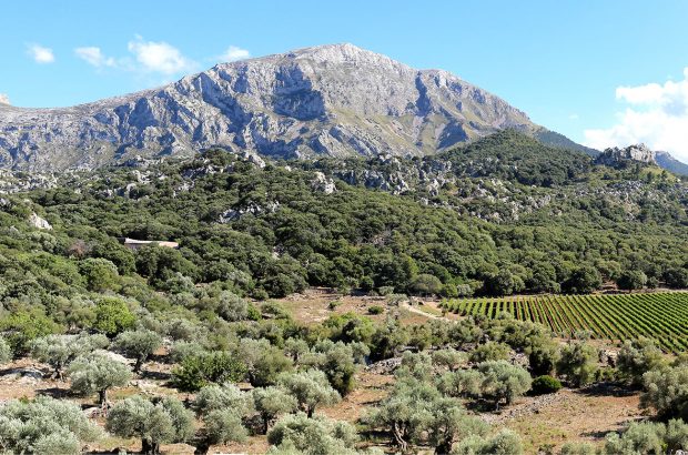 Mortitx Mallorca vineyards