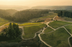 Sonoma County Syrah - Peay Vineyards