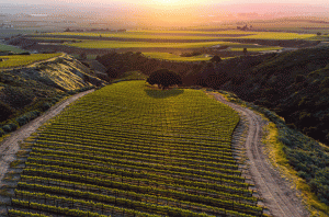 Monterey County Syrahs - Roar Wines