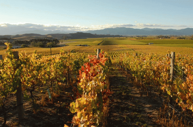View of the vineyards at Fromm Winery, Marlborough