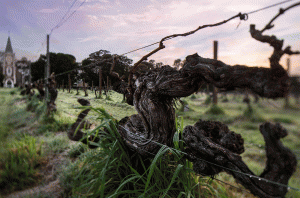 Henschke 2016 releases - Hill of Grace vineyard