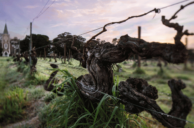 Henschke 2016 releases - Hill of Grace vineyard