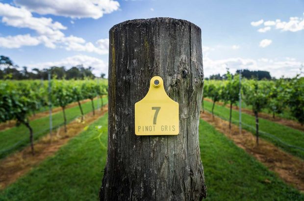 Pinot Grigio vs Pinot Gris: Pinot Gris grapes in Australia