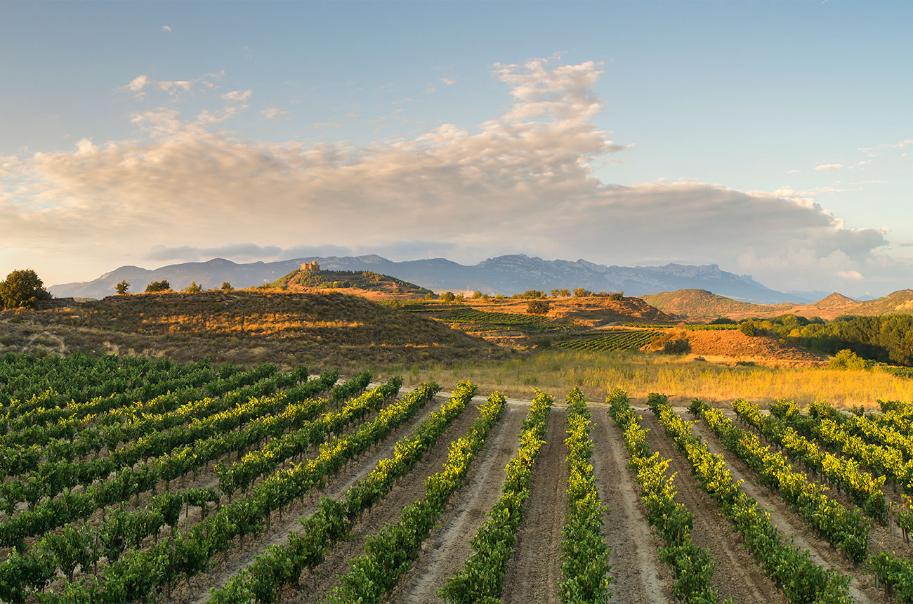 Oenology enhanced by innovation Decanter