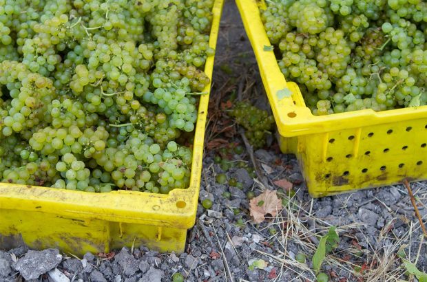 Harvested white wine grapes in California